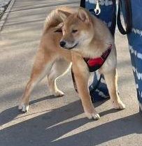 picture of dog