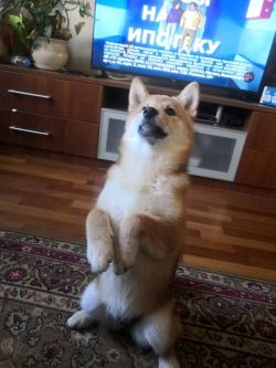 picture of dog
