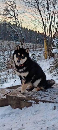 picture of dog