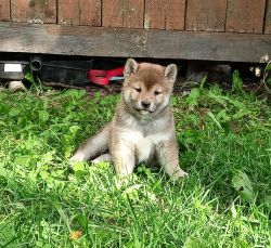 picture of dog