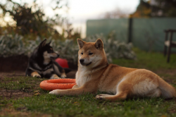 picture of dog