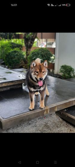 picture of dog