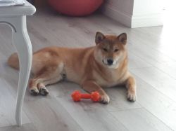 picture of dog
