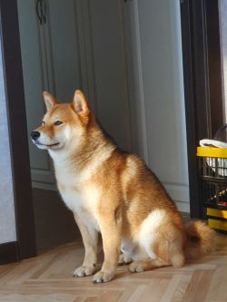 picture of dog