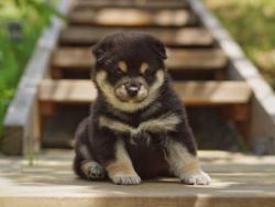 picture of dog
