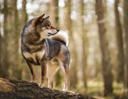 picture of dog