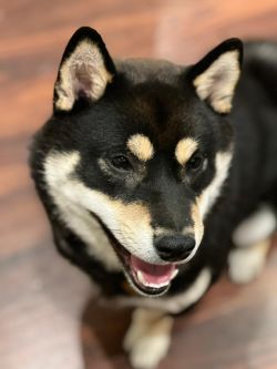 picture of dog