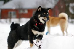 picture of dog