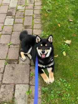 picture of dog