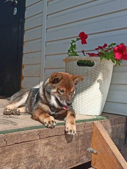 picture of dog