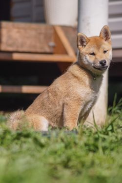 picture of dog