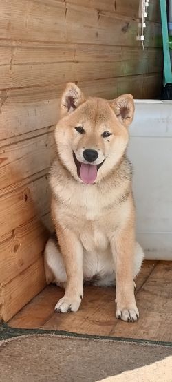 picture of dog