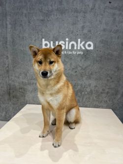 picture of dog