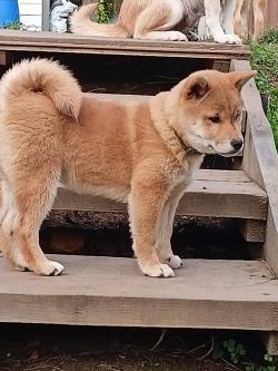 picture of dog