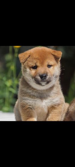 picture of dog