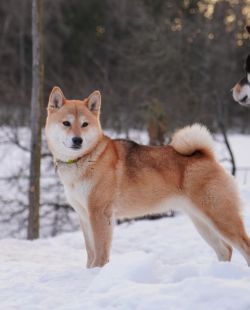 picture of dog