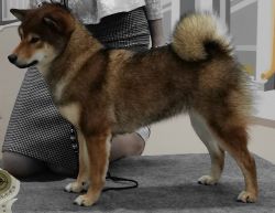 picture of dog