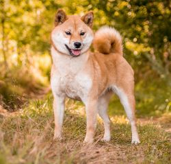 picture of dog