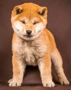 picture of dog