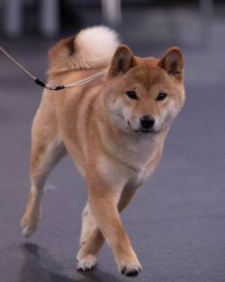 picture of dog
