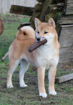 picture of dog