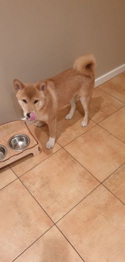 picture of dog