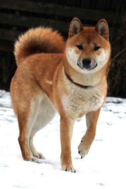 picture of dog