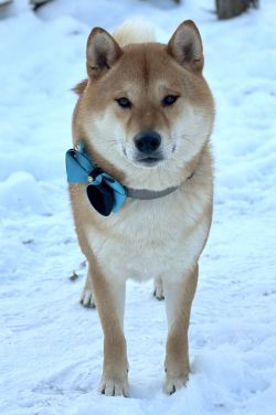 picture of dog
