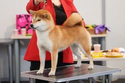 picture of dog