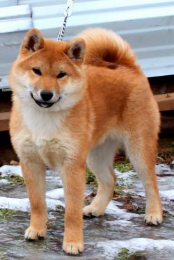 picture of dog