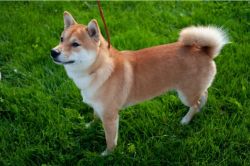 picture of dog