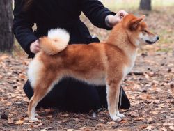 picture of dog