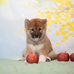 picture of dog