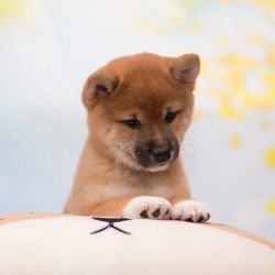 picture of dog