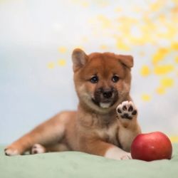 picture of dog