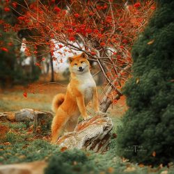 picture of dog