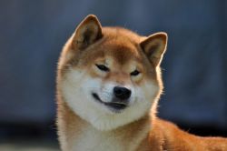 picture of dog
