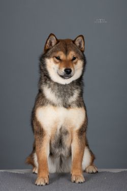 picture of dog