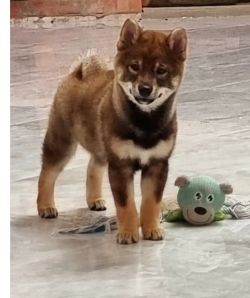 picture of dog