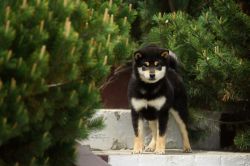 picture of dog