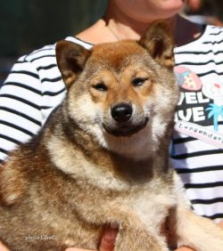 picture of dog