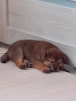 picture of dog