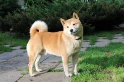 picture of dog