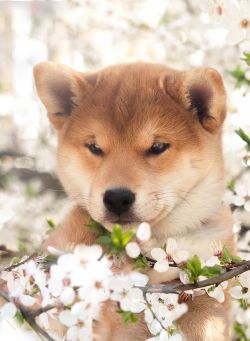picture of dog