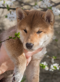 picture of dog