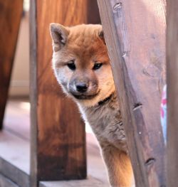 picture of dog
