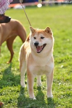 picture of dog