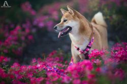 picture of dog