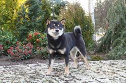 picture of dog