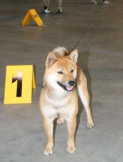 picture of dog